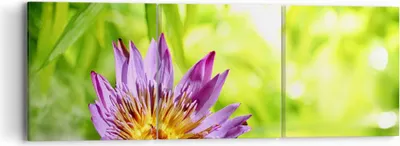 Produktbild von Bild auf Leinwand - Leinwandbild - Asien spa bambus blume - 90x30cm - Wand Bild - Wanddeko - Leinwanddruck - Bilder - Kunstdruck - Wanddekoration - Leinwand bilder - Wandkunst - CA90x30-2476