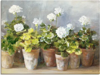 Produktbild von ARTland Leinwandbild Weiße Geranien Größe: 40x30 cm