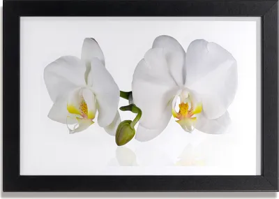 Produktbild von Bild 30x20 MDF-Rahmen, Wandkunst Orchidee