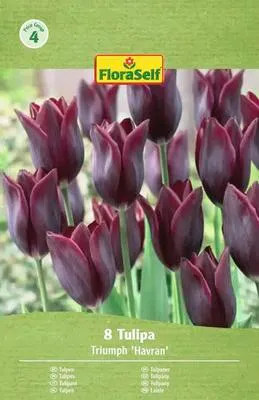 Produktbild von Blumenzwiebel Tulpe FloraSelf 'Havran' 8 Stück