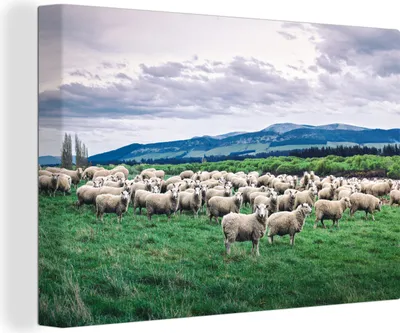 Obrázek produktu pro OneMillionCanvasses® - Obrazy na plátně - 140x90 cm, Ovce - Příroda - Tráva, Nástěnné umění tisk Nástěnná dekorace - Fotografie na plátně - Obraz na dřevěném rámu