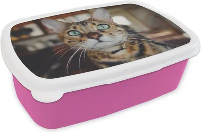 Produktbild von KitchenYeah® Lunchbox Brotzeit Brotdose 17x11 cm Katze - Schnurrhaare - Porträt Kinder Brotzeitdose - Lunchpaket - Brotkasten  - Sandwich Box