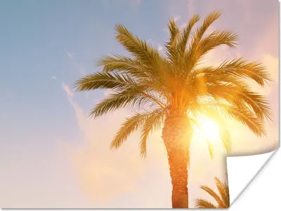 Produktbild von MuchoWow® Poster Palme - Sommer - Sonne - Tropisch 120x90 cm - Wandbild
