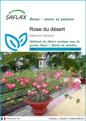 Image de SAFLAX  - Rose du désert - 8 graines - Adenium