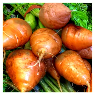 Produktbild von Orange mittelspäte Ochsenherz Möhre 'Oxheart' (Daucus carota)  500 Samen