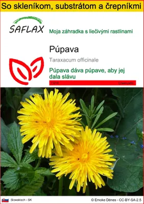 Obrázok produktu pre SAFLAX Kultivačný set - púpava - Taraxacum officinale - 200 Semená - S mini skleníkom, pestovateľským substrátom a 2 črepníkmi
