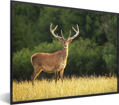 Produktbild von MuchoWow® Gerahmtes Poster Hirsch - Geweih - Gras - Natur - Tiere - Grün 80x60 cm - Poster mit Schwarzem Bilderrahmen Wandposter Rahmen Foto Bilder - Schwarzem - Mit Gestell