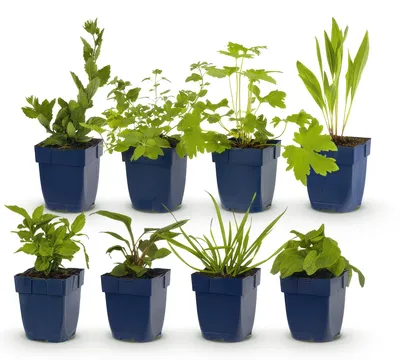 Produktbild von Green boutiQ - Stauden - Beetpaket - Bienen- und Schmetterlingsanziehend - Verschiedene - Arten und Farben - 6 Pflanzen - Topf 11cm - Höhe 15-25cm