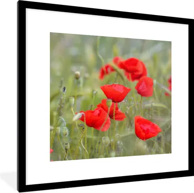 Produktbild von MuchoWow® Gerahmtes Poster Rote Mohnblumen im Gras 40x40 cm - Poster mit Schwarzem Bilderrahmen Wandposter Rahmen Foto Bilder - Poster - Plakat im Rahmen