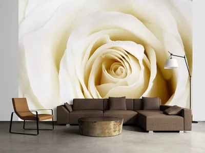 Produktbild von Vlies Fototapete 400x280 cm Tapeten Wandtapete XXL Rose Blumen b-B-0035-a-b