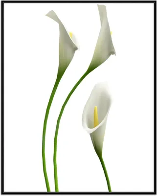 Produktbild von Wallario Wandbild Callas weiß gelb, Größe: 40,30 x 50,30 cm, Poster mit schwarzem Aluminiumrahmen