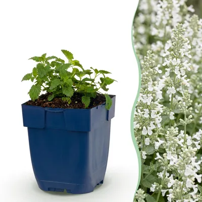 Produktbild von Green boutiQ - Staude - Nepeta faassenii Snowflake - Katzenminze - Bienen und Schmetterlingsmagneten - Weiß - 12 Pflanzen - Topf 11cm - Höhe 15-25cm