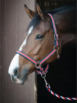 Produktbild von ELDORADO Hera Halfterset in rot/navy/weiß - Pony