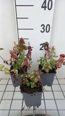 Obrázek produktu pro 6 x Lamium mac. 'Chequers' - Mrtvá kopřiva - květináč 9 x 9 cm