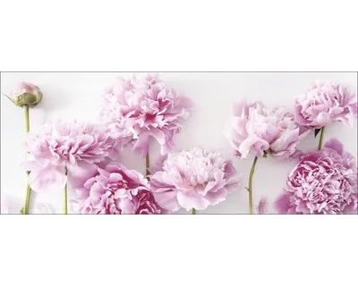 Produktbild von Glasbild Peonies III GLA2152 80x30 cm
