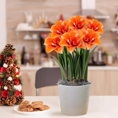 Produktbild von Amaryllis Zwiebel Celica - 1 Blumenzwiebel in Großformat 26/30 - Exklusive Zwiebeln - Echte Pflanzen aus Holland - Hippeastrum (keine Samen, Wachs und nicht künstlich)