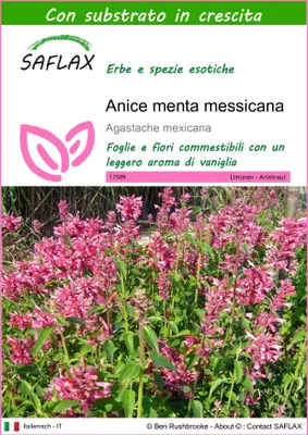 Immagine prodotto di SAFLAX  - Anice menta messicana - 50 semi - Con substrato - Agastache
