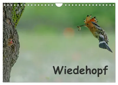 Produktbild von Wiedehopf (Wandkalender 2027 DIN A4 quer), CALVENDO Monatskalender