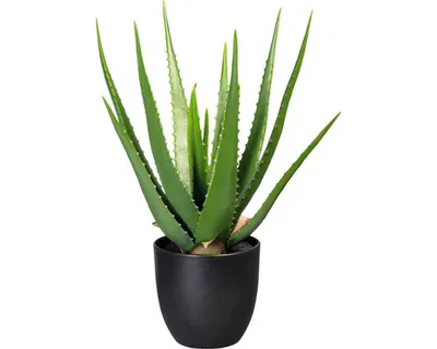 Produktbild von Kunstpflanze Aloe Höhe: 47 cm grün