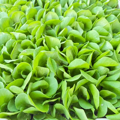 Produktbild von Endivien-Salat Jungpflanzen 12er-Set