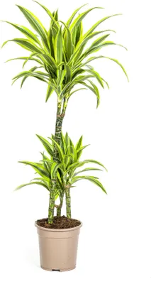 Zdjęcie produktu dla Drzewo smocze Dracaena deremensis Lemon Lime – roślina doniczkowa, średnica 21 cm, wysokość 90–110 cm