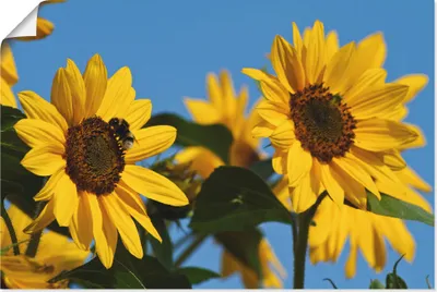 Produktbild von ARTland Poster Sonnenblumen Größe: 60x40 cm