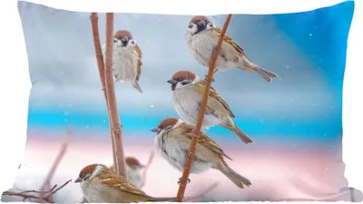 Produktbild von MuchoWow® Zierkissen Sofakissen Wohnzimmer Dekokissen 60x40 cm Vögel - Spatz - Tiere - Äste - Kopfkissen - Polster mit Foto