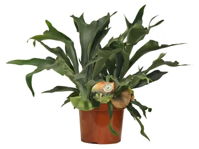 Immagine prodotto di Platycerium bifurcatum - 70-80cm - Ø26cm - Pianta d'appartamento - Sempreverde