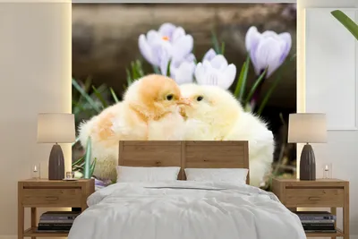 Produktbild von Fotobehang mit zwei gelben Enten, die Blumen küssen - Breite 350 cm x Höhe 350 cm