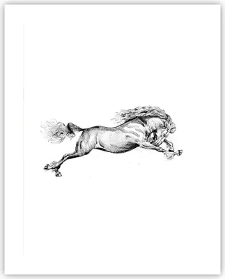 Produktbild von Poster - Poster ohne Rahmen - Pferd Zeichnung Bleistift - 40x50 cm - Wand Bild - Wanddeko - Wandbilder - Kunstposter - Wandposter - Bilder - Kunstdruck - Wanddekoration - Wandbild - P2XPA40x50-4906