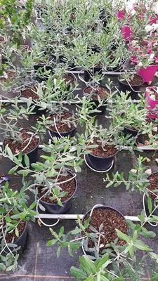 Image de Olea europaea 'Olivière' / Olivier du Roussillon