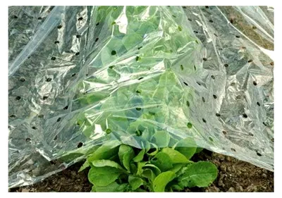 Produktbild von Frühbeetfolie 10 x 1,5 m gelocht hochtransparent