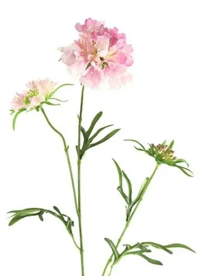 Produktbild von Countryfield künstliche Skabiose - Rosa - 74 cm