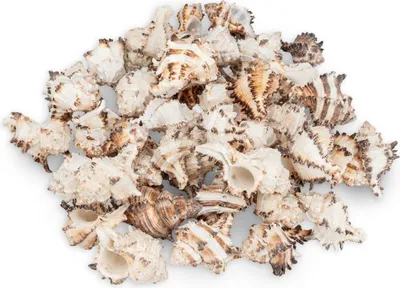 Produktbild von NaDeco Murex endivia 1 kg, 4-10 cm, Endivienschnecke, Stachelschnecke, Gereinigt und naturbelassen, Für Schale, Glas und maritime Dekoration