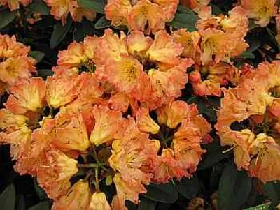 Produktbild von Rhododendron Hybride Sun Fire - Großblumige Alpenrose Sun Fire 30-40 cm