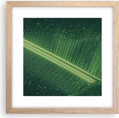 Produktbild von Gerahmtes Poster - Rahmen in heller Eiche - Makro Blatt Tropfen - 30x30 cm - Wand Bild - Wanddeko - Wandbilder - Kunstposter - Wandposter - Bilderrahmen - Bilder - Kunstdruck - P2NAC30x30-4372