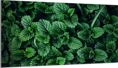 Image de Plaque de recouvrement 90x52 pour cuisinière Vitrocéramiquefeld Couverture anti-éclaboussures Plaque de verre Déco Planche à découper, Citron vert