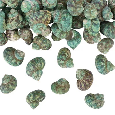 60 Stück Grüne Muscheln 3-5 cm für Basteln & Deko