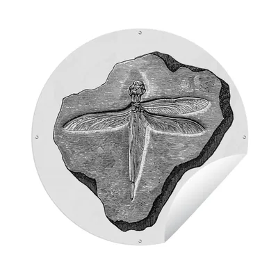 Obrázok produktu pre MuchoWow® Záhradný plagát - Vonkajší plagát hovädzieho dobytka - Ilustrácia fosílnej vážky v kameni - 120x120x0.2cm - Záhradná dekorácia Okrúhly plagát vonku
