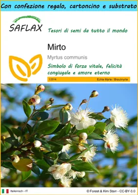 Immagine prodotto di SAFLAX Set regalo - Mirto - 30 semi - Myrtus
