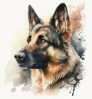 Produktbild von Malen nach Zahlen: Deutscher Schäferhund, Porträt, 40x50 cm, auf Leinwand, bereits auf Keilrahmen gespannt