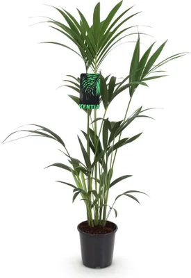 Obrázek produktu pro Howea Forsteriana – palma Kentia – 120–130 cm – 21 cm – snadno udržovatelná pokojová palma s elegantními listy – robustní, vzduch čistící zelená rostlina pro moderní interiéry
