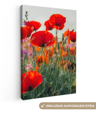 Zdjęcie produktu dla MuchoWow® - Obraz na płótnie - Maki - Kwiaty - Czerwony - Fioletowy - Łąka, obraz na ścianę, obrazy dekoracyjne do salonu, 20x30cm