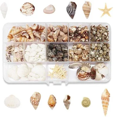 Immagine prodotto di Set di piccole conchiglie marine, 425 pezzi in miniatura