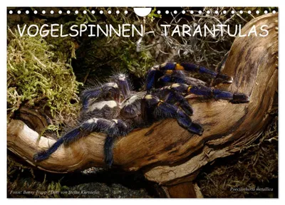 Produktbild von Vogelspinnen - Tarantulas (Wandkalender 2027 DIN A4 quer), CALVENDO Monatskalender