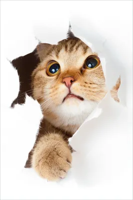 Produktbild von Wallario selbstklebendes Poster - Katze mit Blick nach oben, Größe: 61 x 91,50 cm