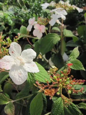 Produktbild von Japanischer Schneeball Pinkimono ® - Viburnum plicatum - 30-40cm