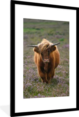 Produktbild von MuchoWow® MuchoWow® Gerahmtes Poster Schottische Hochlandbewohner - Heidelandschaft - Tiere 60x90 cm - Poster mit zchwarzem Bilderrahmen - Dekoration - Wandposter Wohnzimmer - Hochwertig