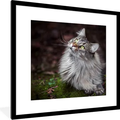 Produktbild von MuchoWow® Gerahmtes Poster Eine graue Maine Coon Katze 40x40 cm - Poster mit Schwarzem Bilderrahmen Wandposter Rahmen Foto Bilder - Poster - Plakat im Rahmen