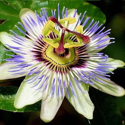 Zdjęcie produktu dla Męczennica cielista (Passiflora caerulea) - wieloletnie pnącze, mrozoodporne i zimozielone - doniczka 1,5 l